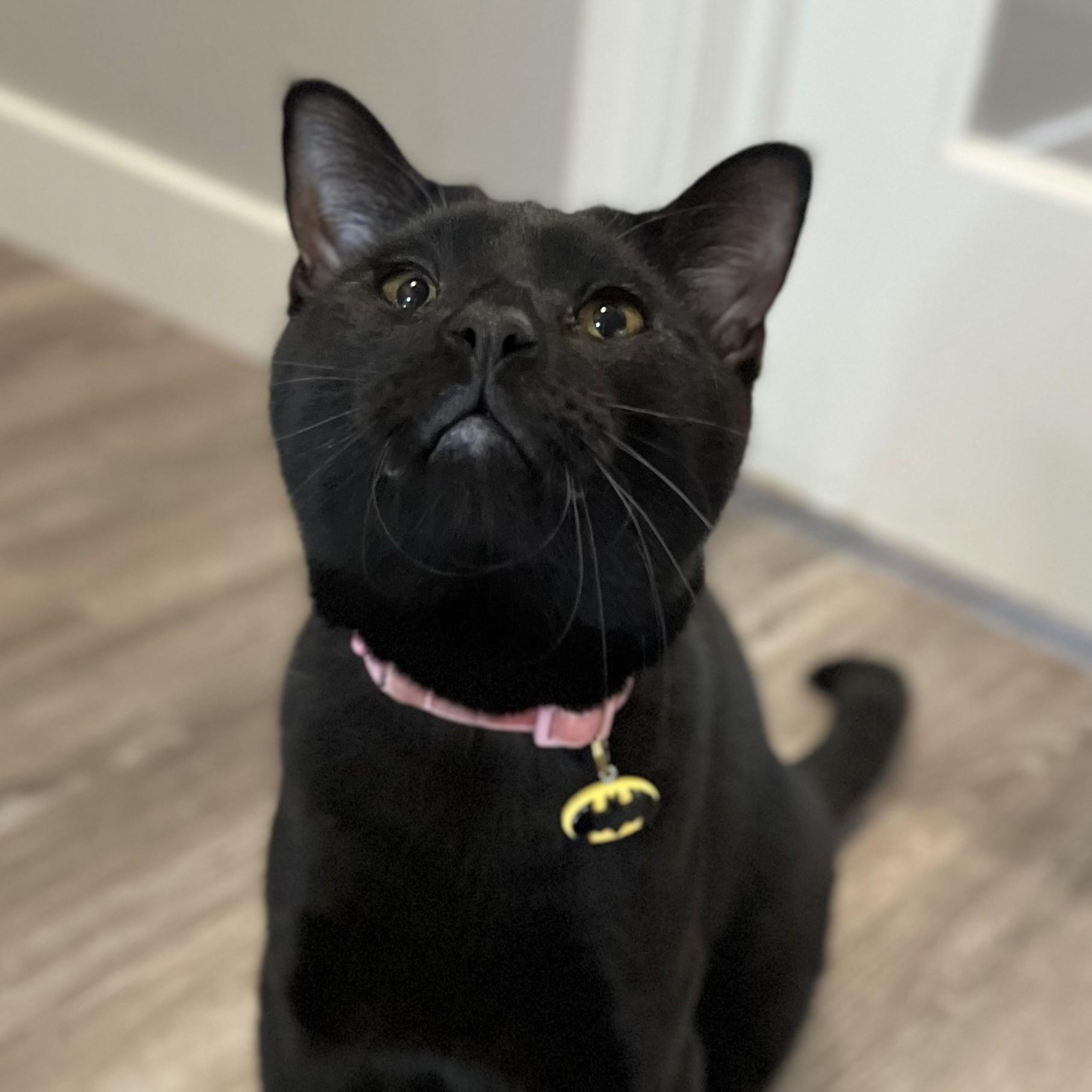 Batgirl, an adopted Domestic Short Hair in Victor, NY image 1/4