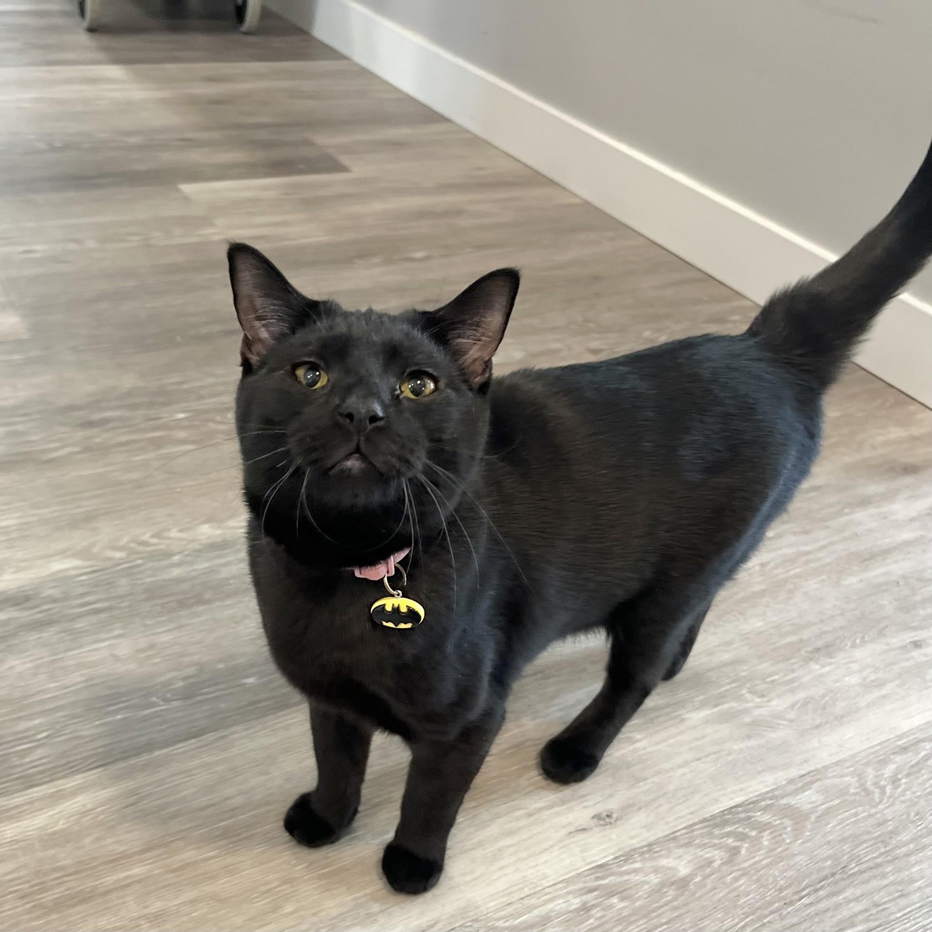 Batgirl, an adopted Domestic Short Hair in Victor, NY image 3/4