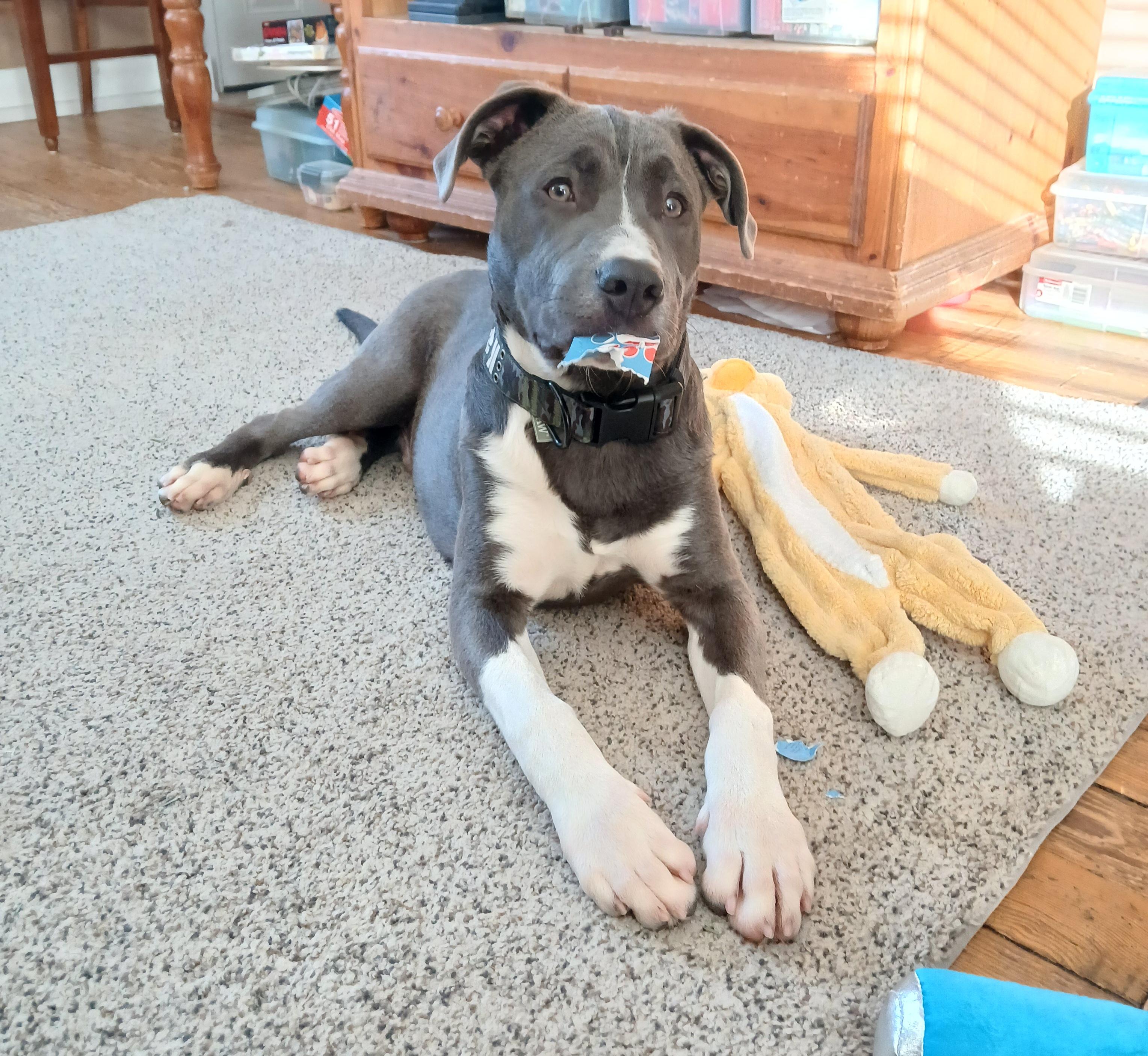 Charlie, adoptable, Young Male Pit Bull Terrier.