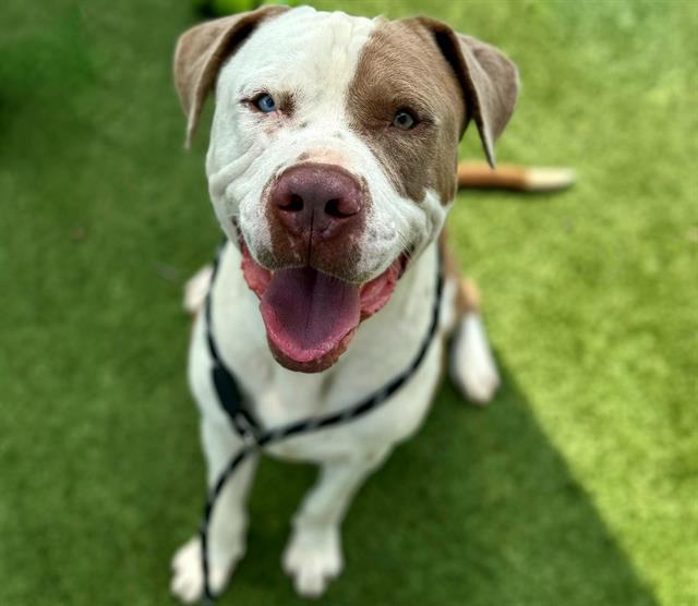 Enlarge TANNER, a Adoptable mixed breed in Houston, TX image 1/1