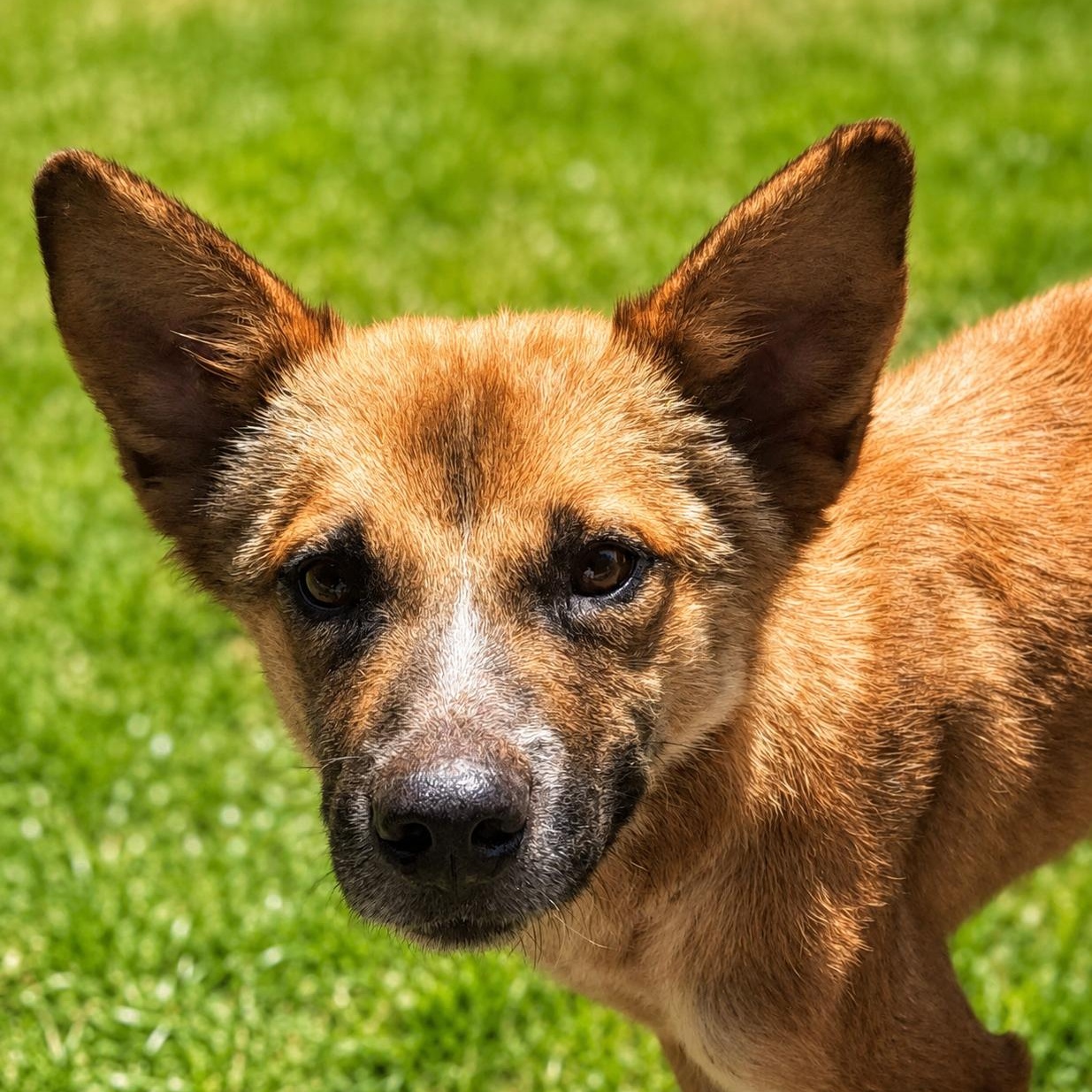 Foxy, adopted, Young Female Mixed Breed.