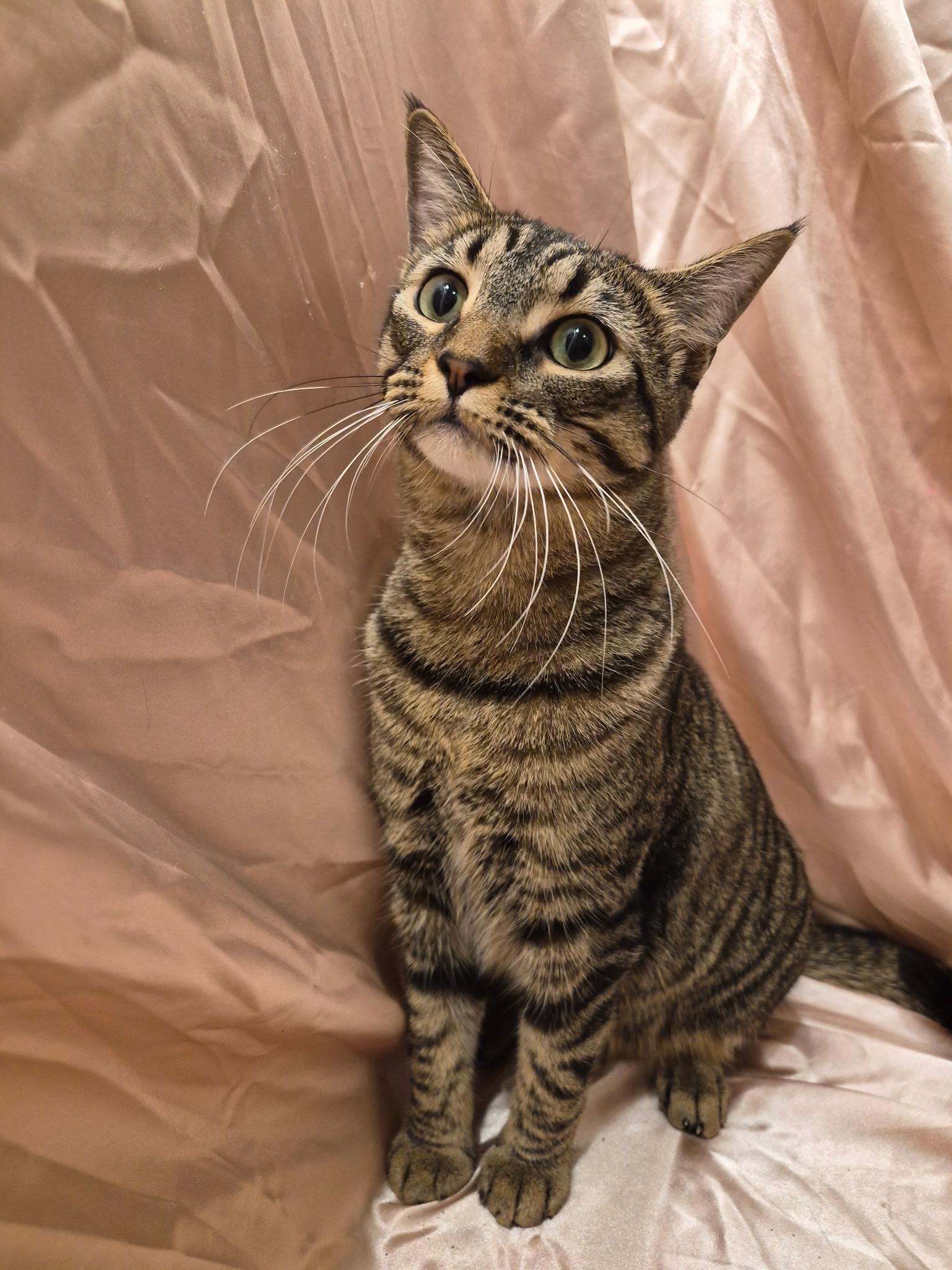 Enlarge Sophie, a Adoptable Domestic Short Hair in Arlington, TX image 5/5