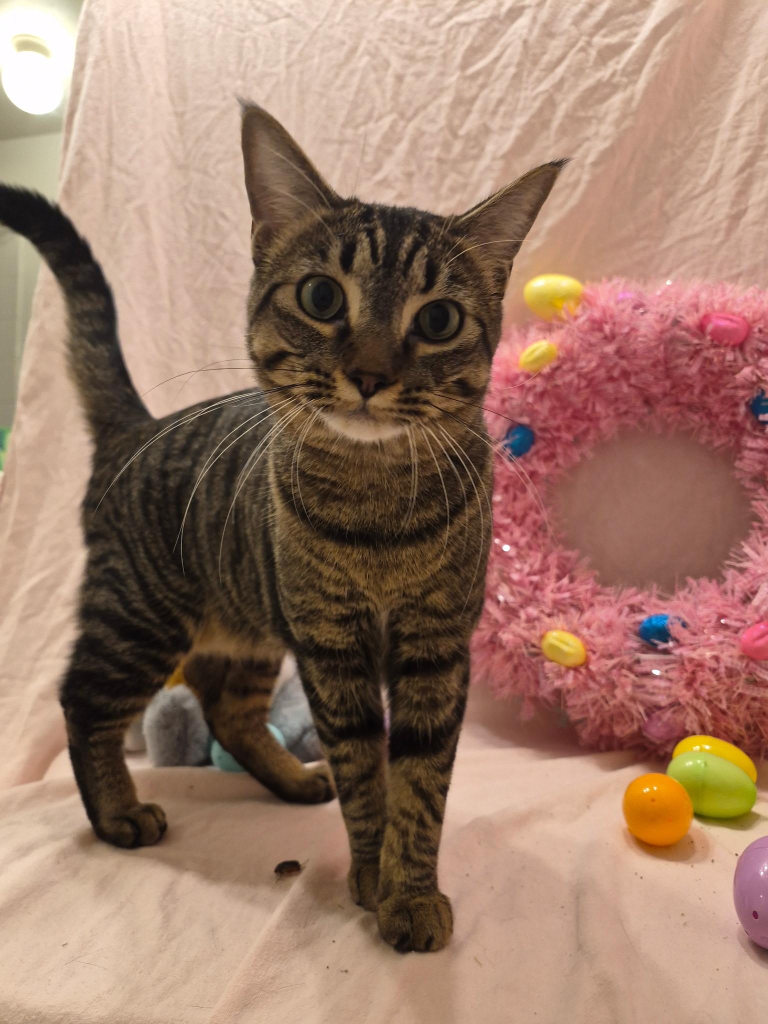 Enlarge Sophie, a Adoptable Domestic Short Hair in Arlington, TX image 4/5