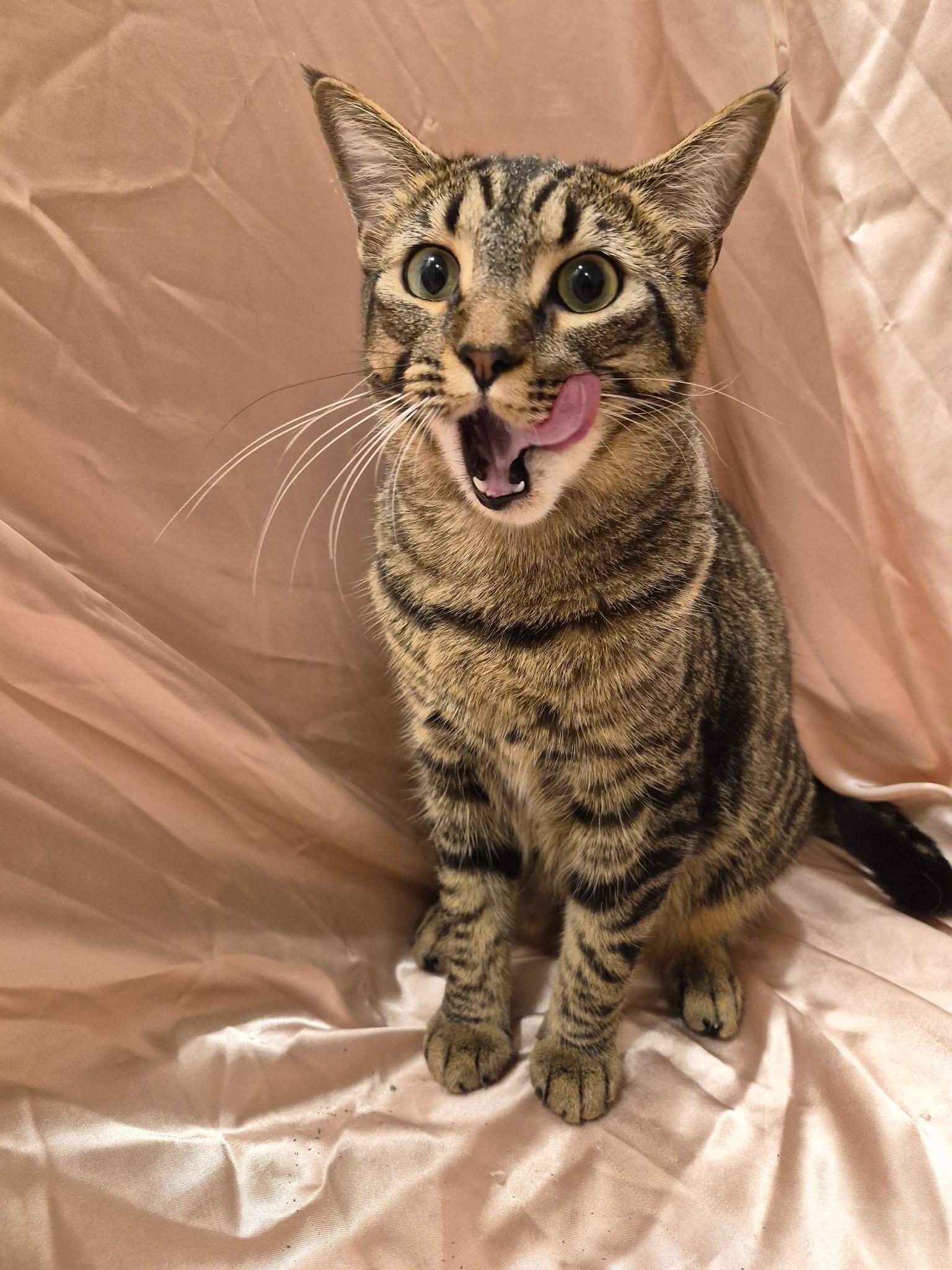 Enlarge Sophie, a Adoptable Domestic Short Hair in Arlington, TX image 3/5