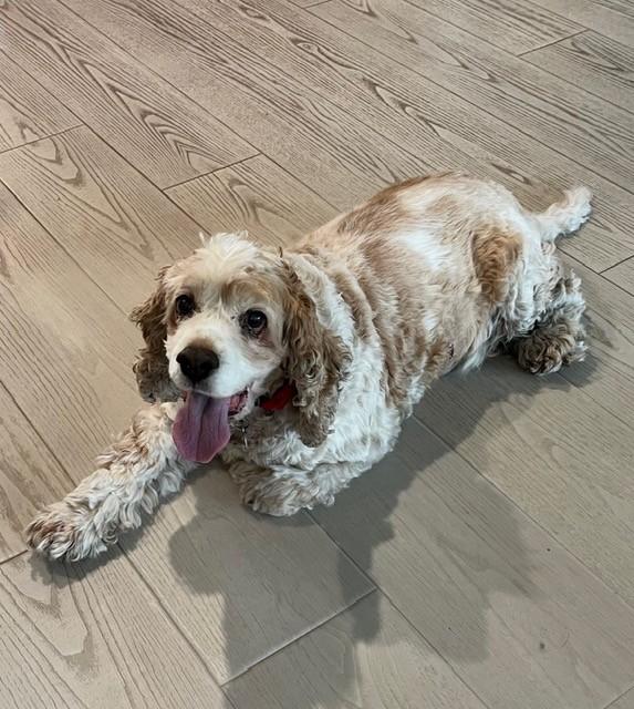 Ben, an adoptable Cockapoo in Boca Raton, FL, 33496 | Photo Image 2