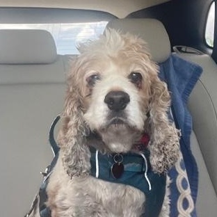 Ben, an adoptable Cockapoo in Boca Raton, FL, 33496 | Photo Image 3