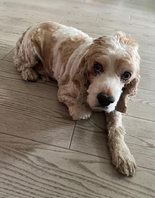 Ben, an adoptable Cockapoo in Boca Raton, FL, 33496 | Photo Image 2