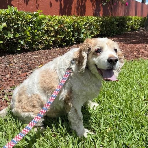 Ben, an adoptable Cockapoo in Boca Raton, FL, 33496 | Photo Image 3