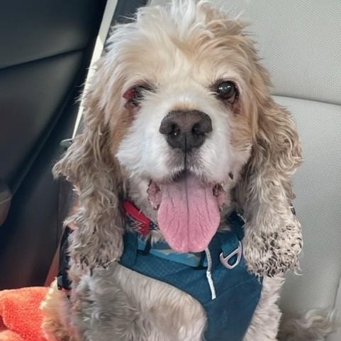 Ben, an adoptable Cockapoo in Boca Raton, FL, 33496 | Photo Image 1