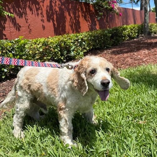 Ben, an adoptable Cockapoo in Boca Raton, FL, 33496 | Photo Image 4