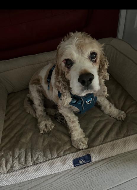Ben, an adoptable Cockapoo in Boca Raton, FL, 33496 | Photo Image 1