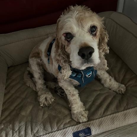 Ben, an adoptable Cockapoo in Boca Raton, FL, 33496 | Photo Image 5