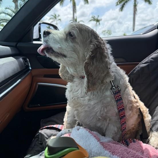 Ben, an adoptable Cockapoo in Boca Raton, FL, 33496 | Photo Image 6
