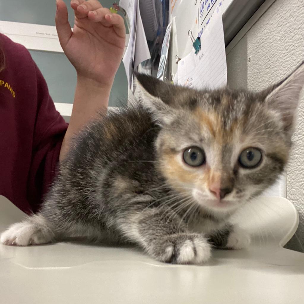 Zuppa Toscana, Adoptable, Kitten Female Domestic Short Hair.