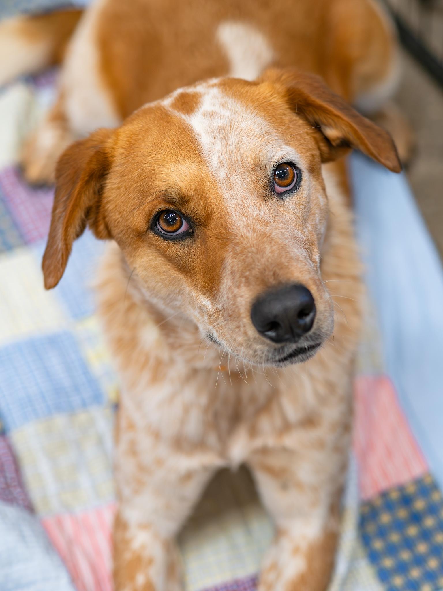 Enlarge Axel, an adoptable mixed breed in Globe, AZ image 2/2