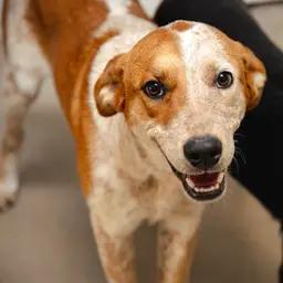 Enlarge Axel, an adoptable mixed breed in Globe, AZ image 1/1