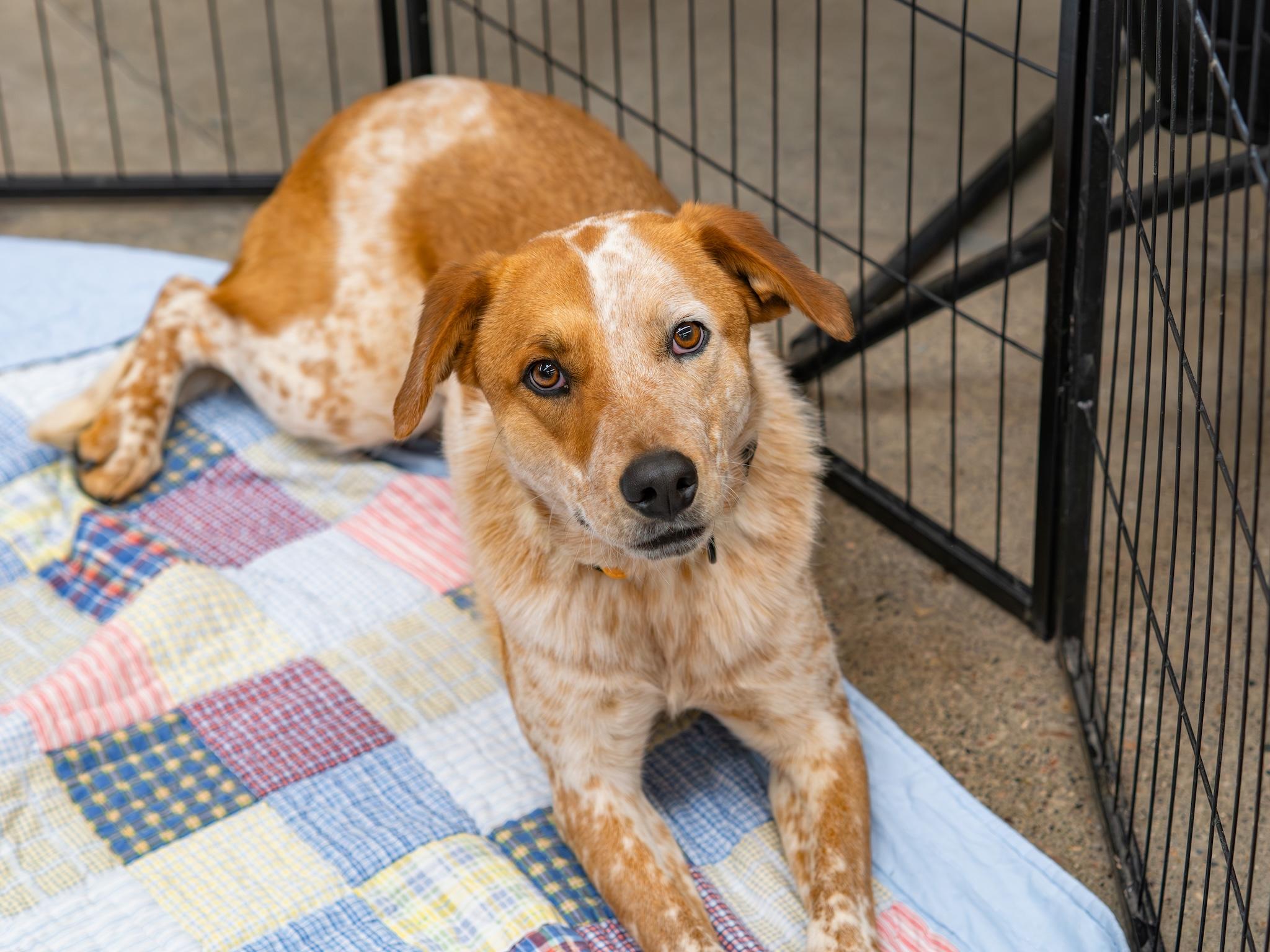 Axel, adoptable, Young Male Australian Cattle Dog / Blue Heeler.