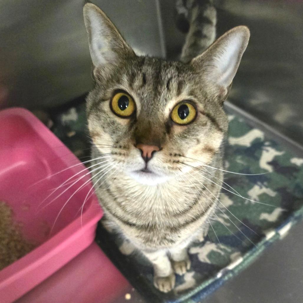 Enlarge Bruno, a Adoptable Domestic Short Hair in Spokane, WA image 1/1