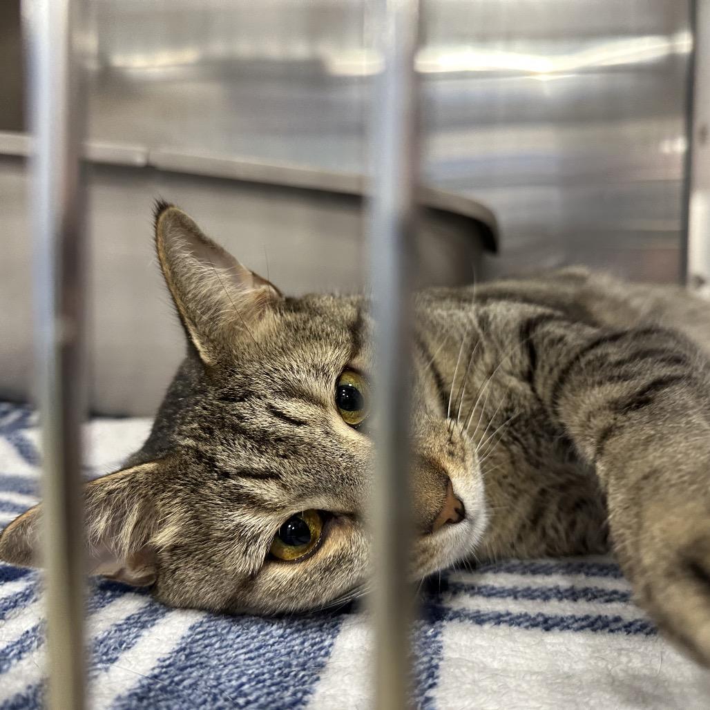 Enlarge Bruno, a Adoptable Domestic Short Hair in Spokane, WA image 2/6