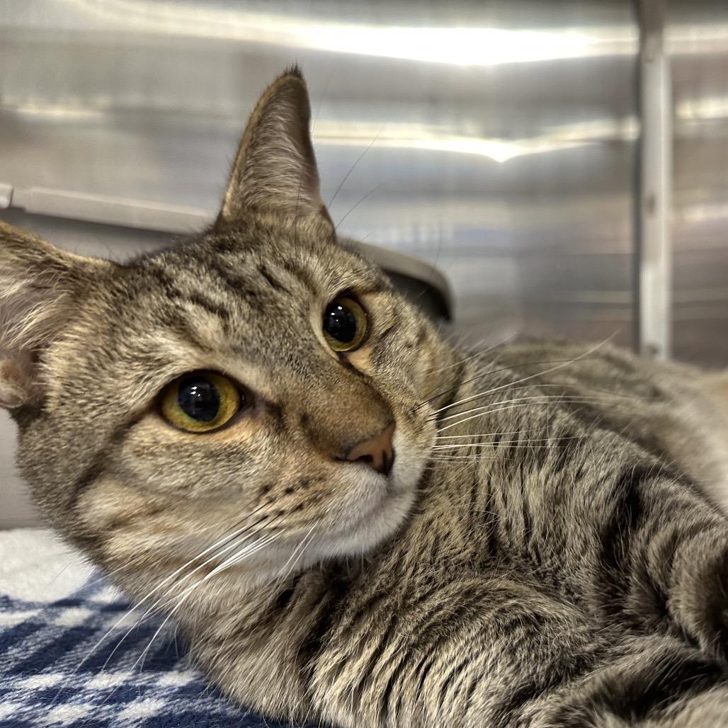 Enlarge Bruno, a Adoptable Domestic Short Hair in Spokane, WA image 3/6