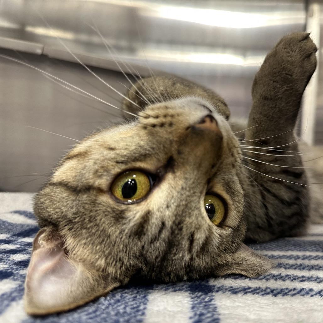 Enlarge Bruno, a Adoptable Domestic Short Hair in Spokane, WA image 4/6