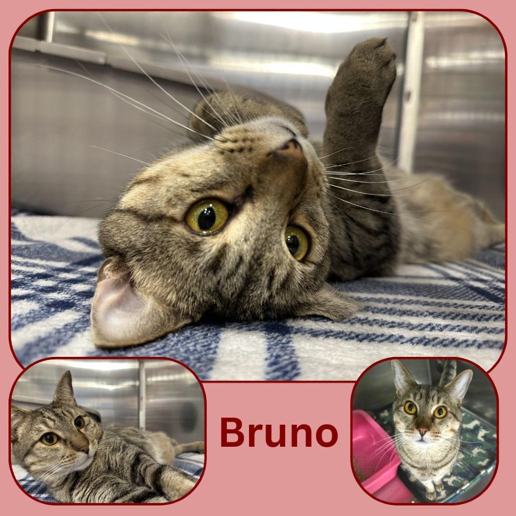 Enlarge Bruno, a Adoptable Domestic Short Hair in Spokane, WA image 5/6