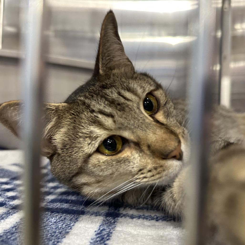 Enlarge Bruno, a Adoptable Domestic Short Hair in Spokane, WA image 6/6
