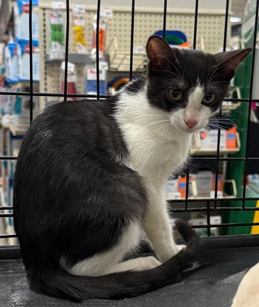 Enlarge Lily, a Adoptable Domestic Short Hair in Augusta, GA image 1/2