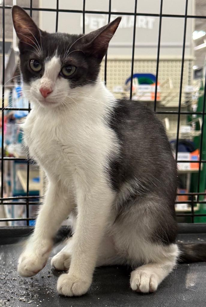 Enlarge Lily, a Adoptable Domestic Short Hair in Augusta, GA image 2/2