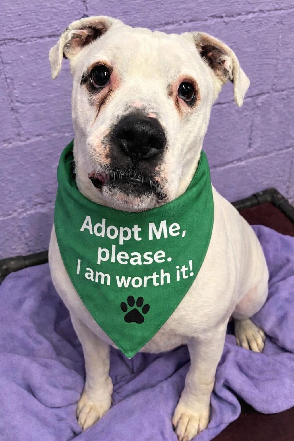 Keller , ADOPTABLE, Adult Male American Bulldog & Boxer.