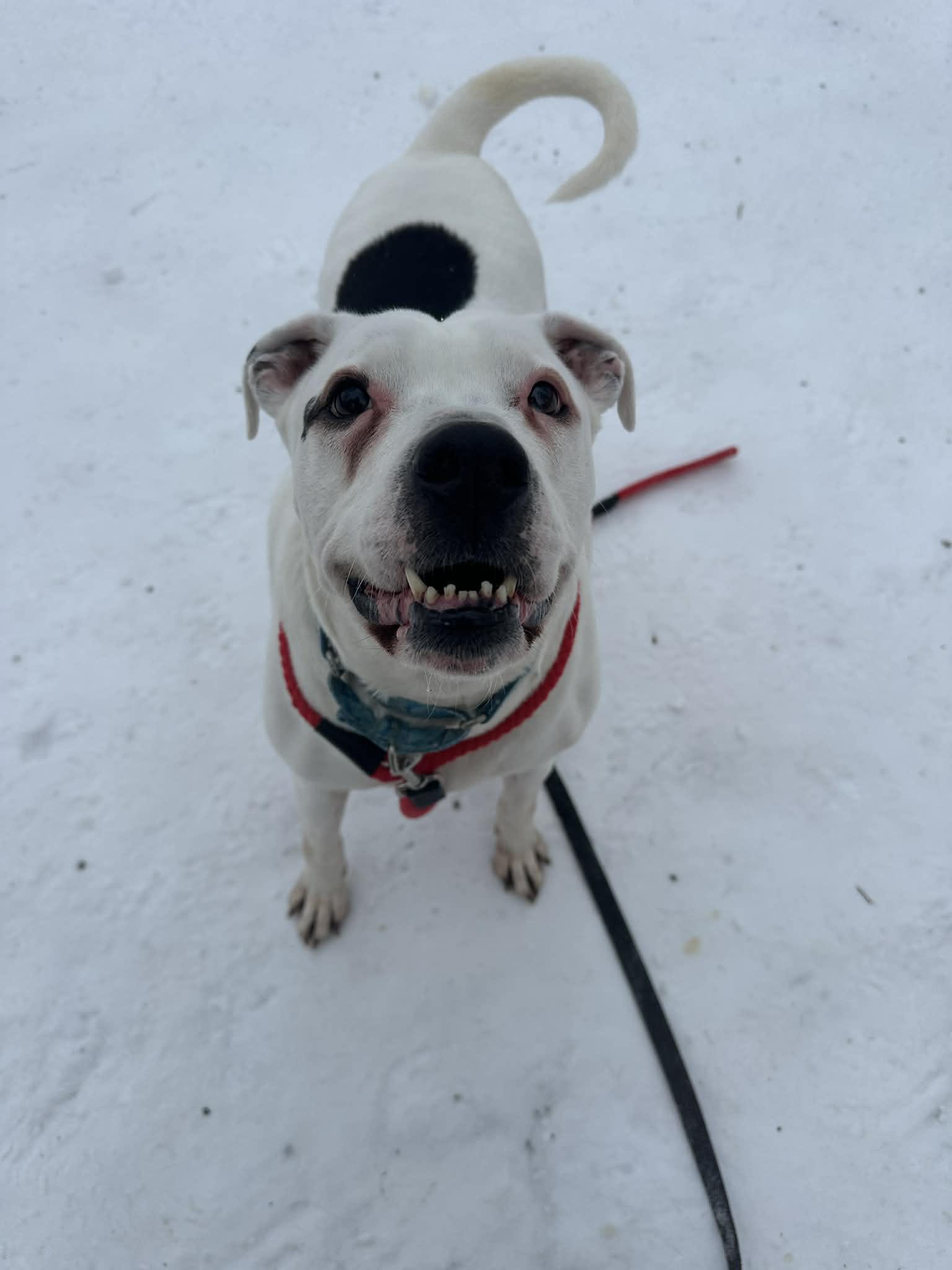 Enlarge Keller , a ADOPTABLE mixed breed in Youngstown, OH image 4/4