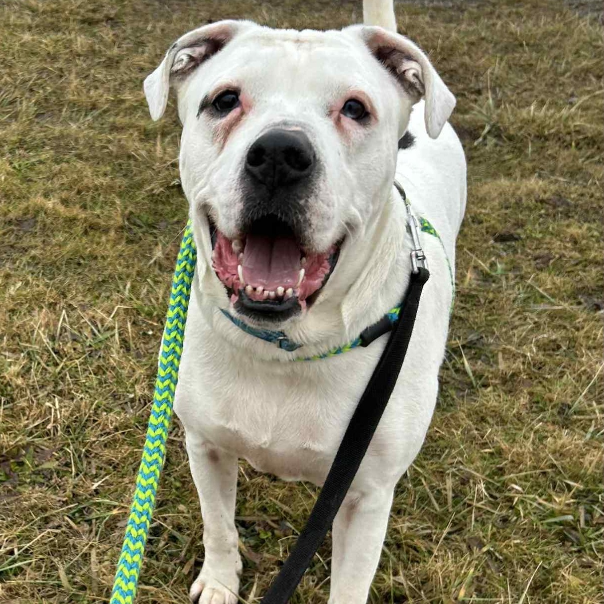 Keller , ADOPTABLE, Adult Male American Bulldog & Boxer.