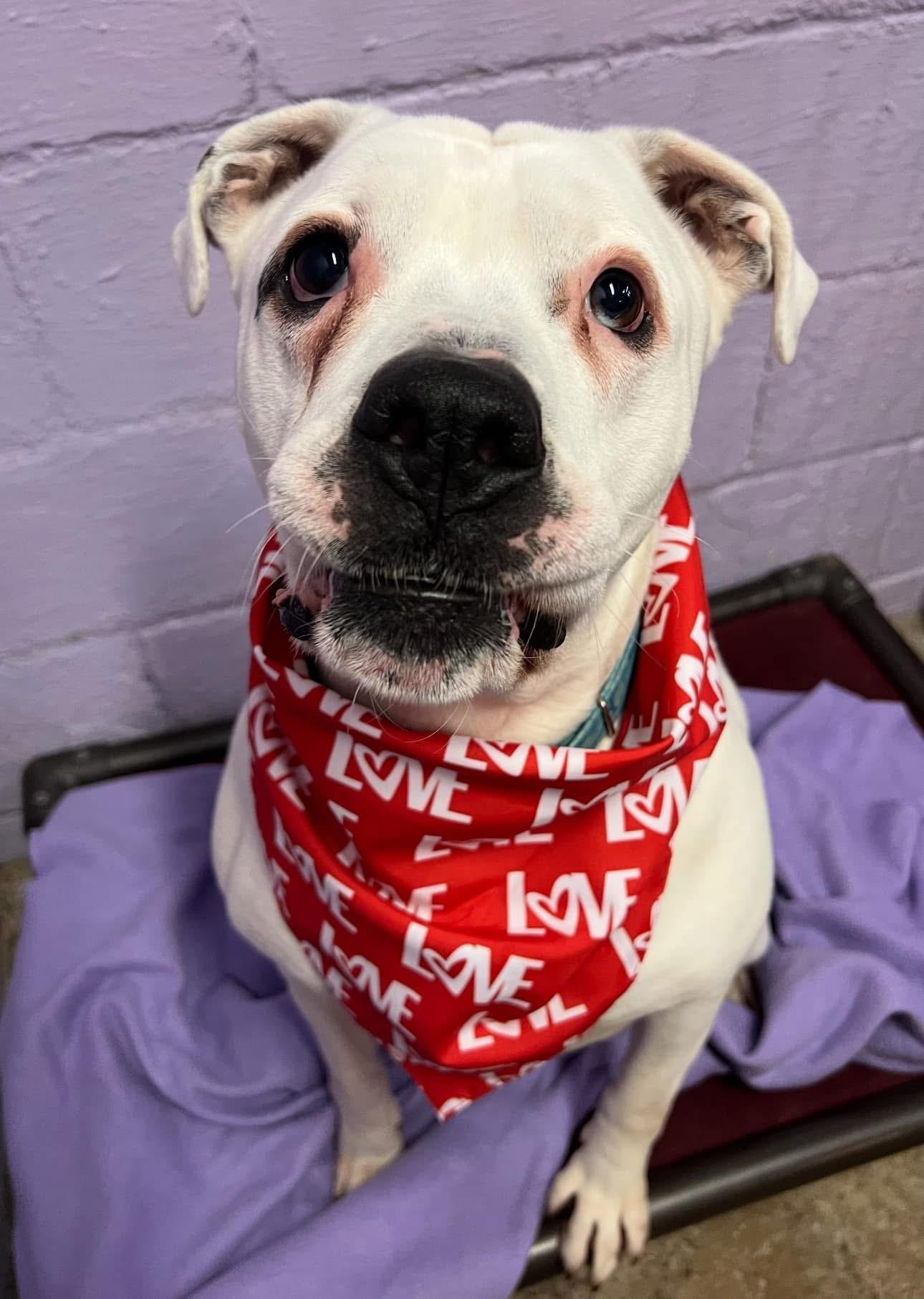 Keller , ADOPTABLE, Adult Male American Bulldog & Boxer.