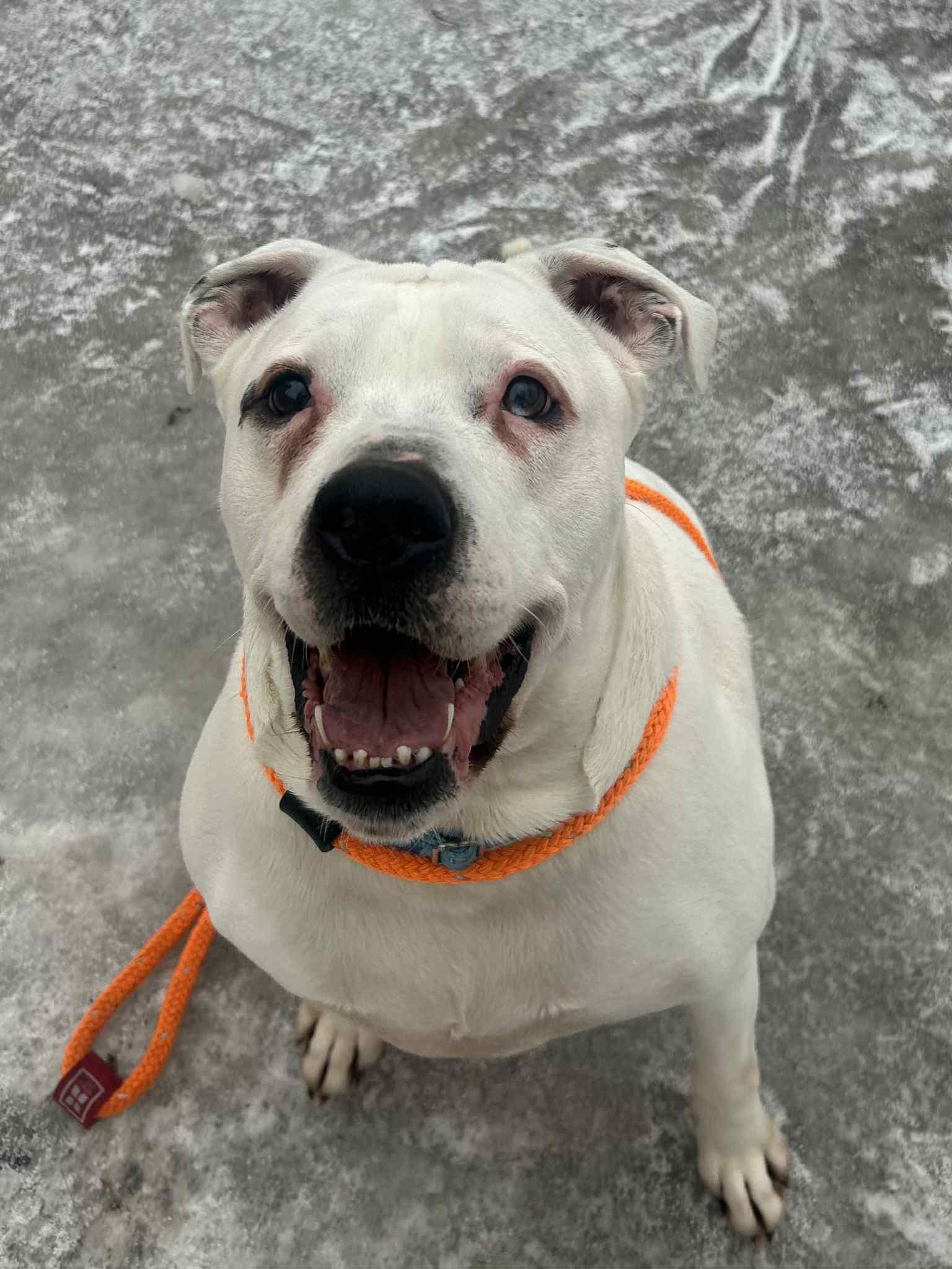 Enlarge Keller , a ADOPTABLE mixed breed in Youngstown, OH image 3/4