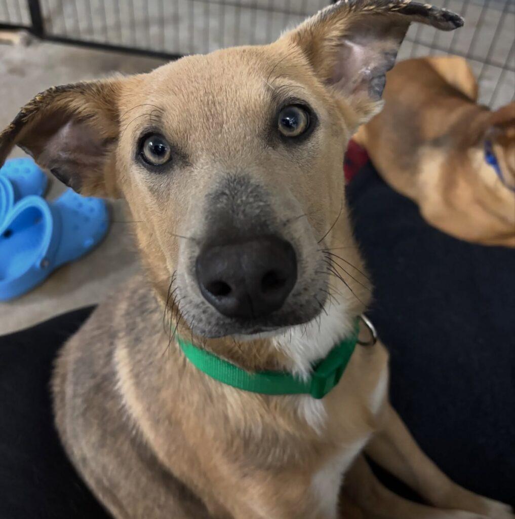 Enlarge Waffles, a ADOPTABLE mixed breed in Salem, NH image 3/3