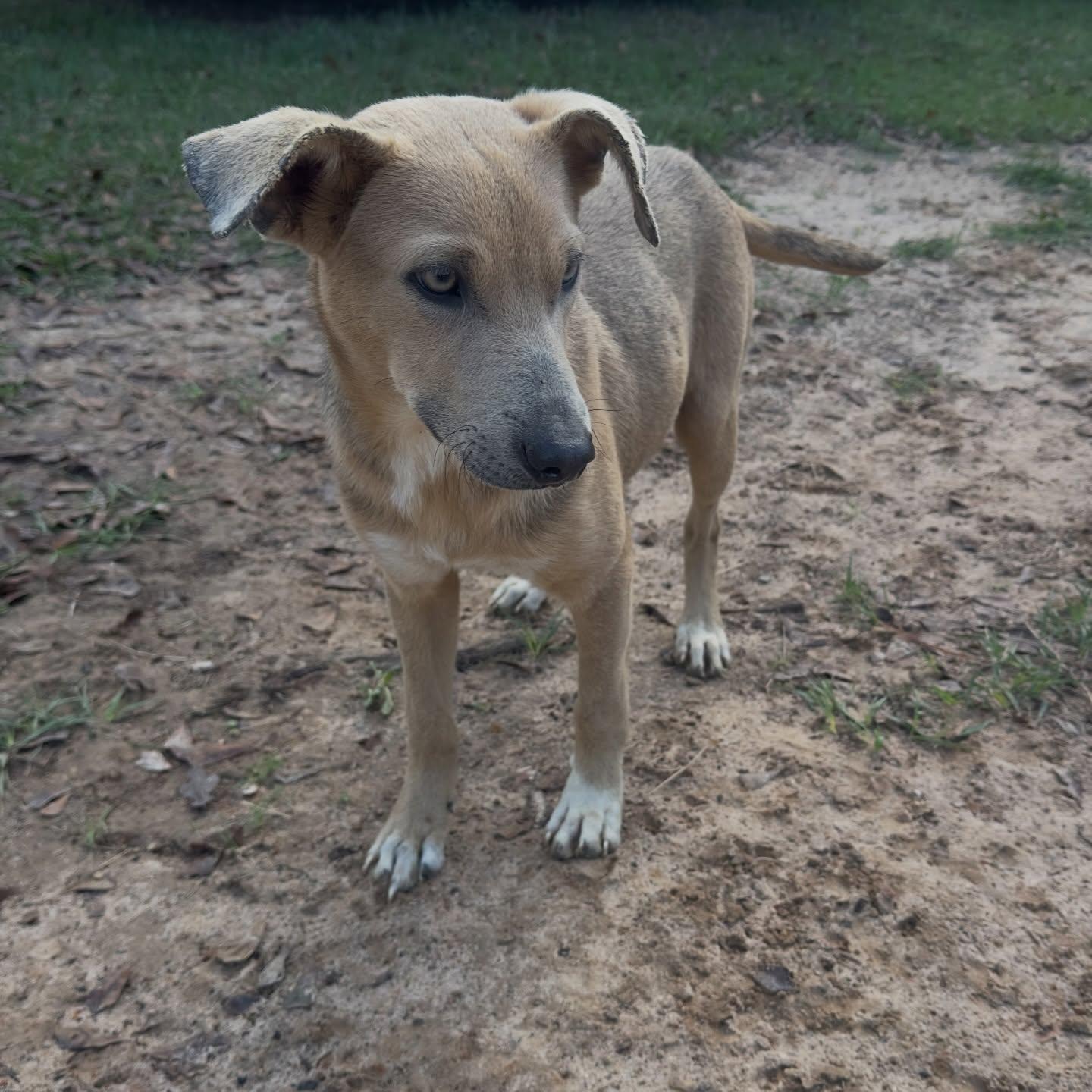 Waffles, ADOPTABLE, Puppy Male Mixed Breed.