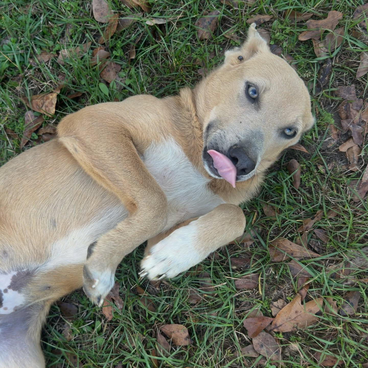 Enlarge Waffles, a ADOPTABLE mixed breed in Salem, NH image 2/3
