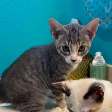 Cowboy, a Adoptable Domestic Medium Hair in Pacifica, CA image 1/5