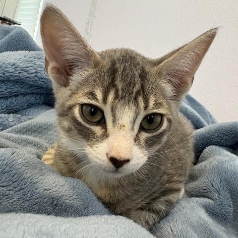 Cowboy, a Adoptable Domestic Medium Hair in Pacifica, CA image 2/5