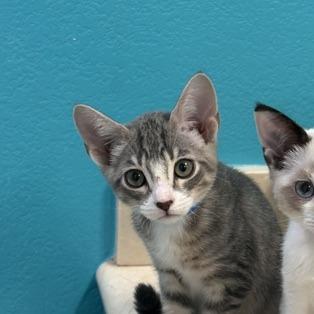 Cowboy, a Adoptable Domestic Medium Hair in Pacifica, CA image 3/5