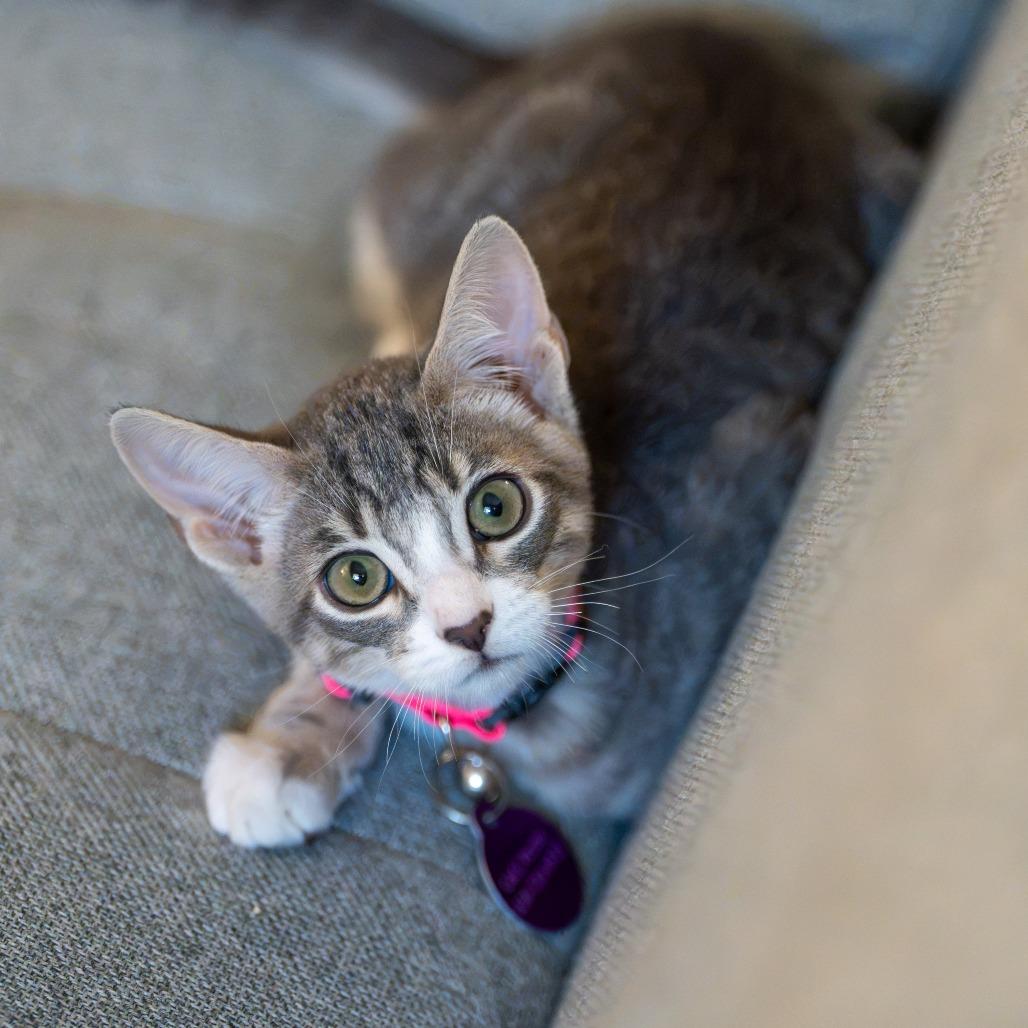 Cowboy, Adoptable, Kitten Male Domestic Medium Hair.