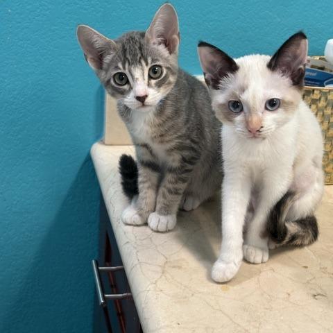 Cowboy, a Adoptable Domestic Medium Hair in Pacifica, CA image 5/5