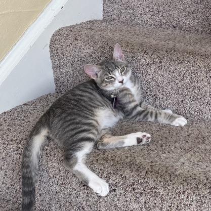 Enlarge Cowboy, a Adoptable Domestic Medium Hair in Pacifica, CA image 2/6