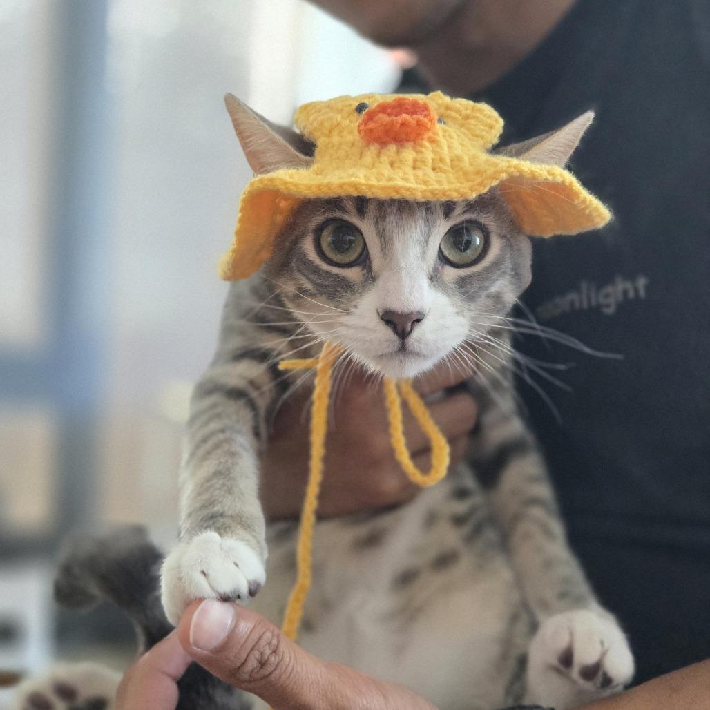 Enlarge Cowboy, a Adoptable Domestic Medium Hair in Pacifica, CA image 3/6