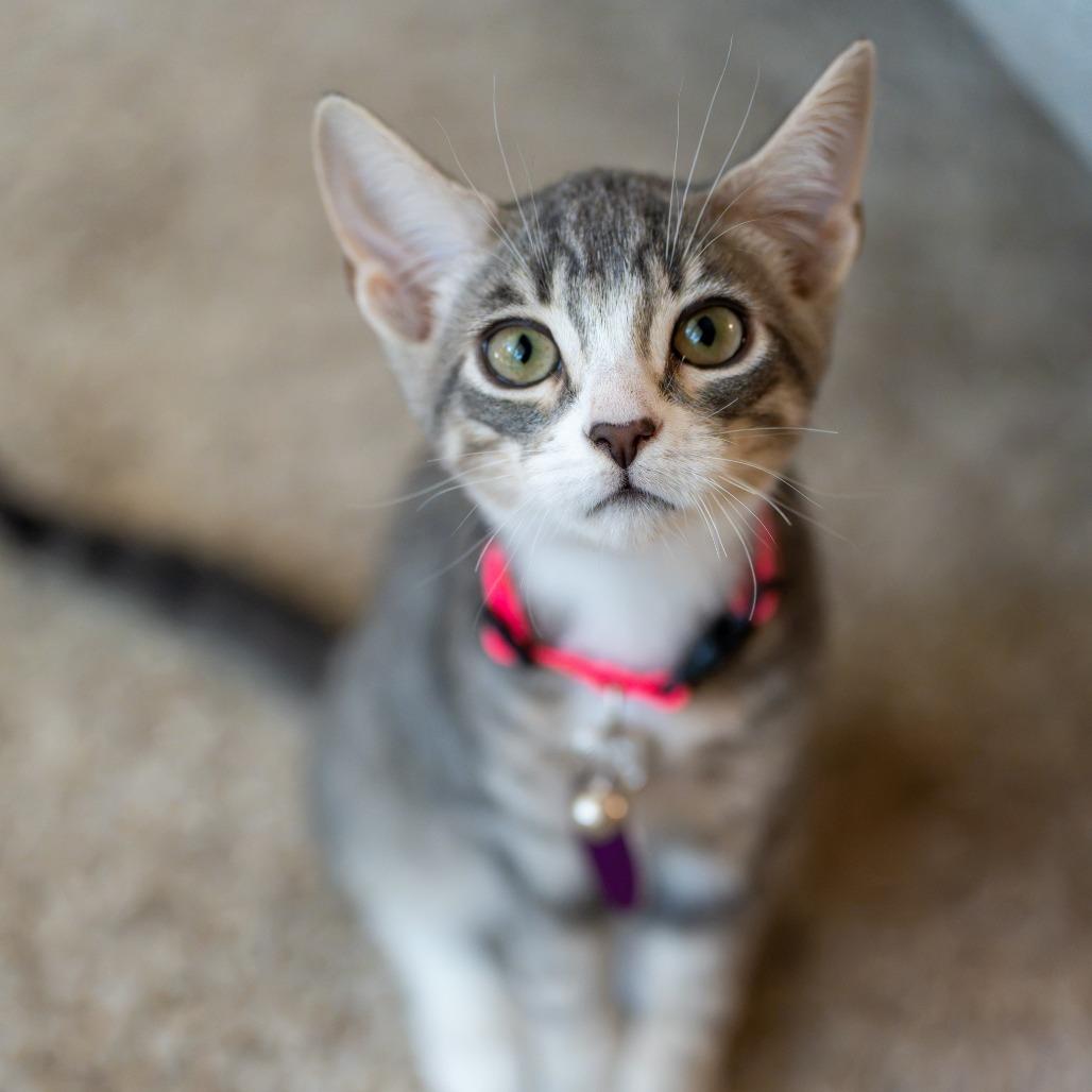 Enlarge Cowboy, a Adoptable Domestic Medium Hair in Pacifica, CA image 4/6