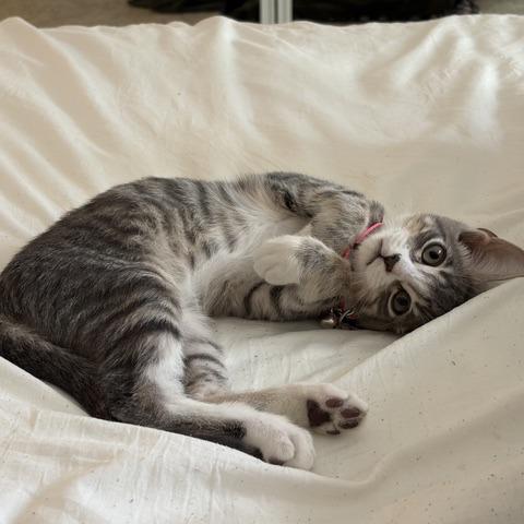 Cowboy, a Adoptable Domestic Medium Hair in Pacifica, CA image 5/6