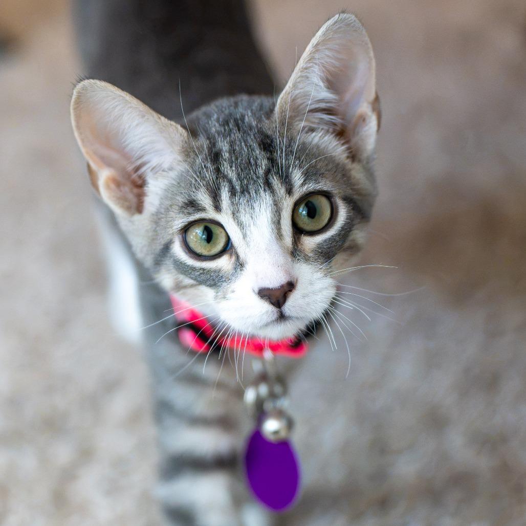 Enlarge Cowboy, a Adoptable Domestic Medium Hair in Pacifica, CA image 5/6