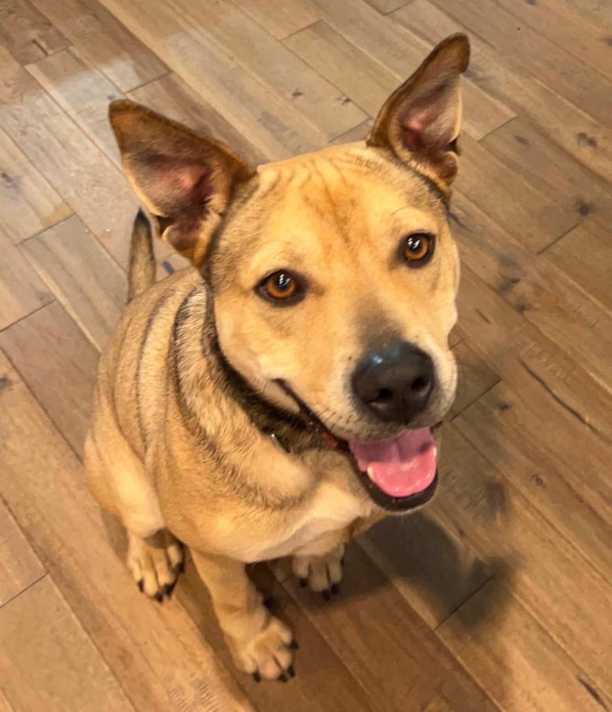Ram, Adoptable, Young Male Mixed Breed.