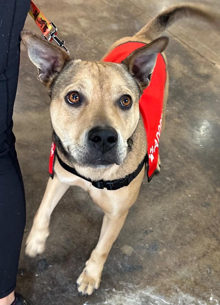 Ram, a Adoptable mixed breed in Sharpsburg, GA image 2/4