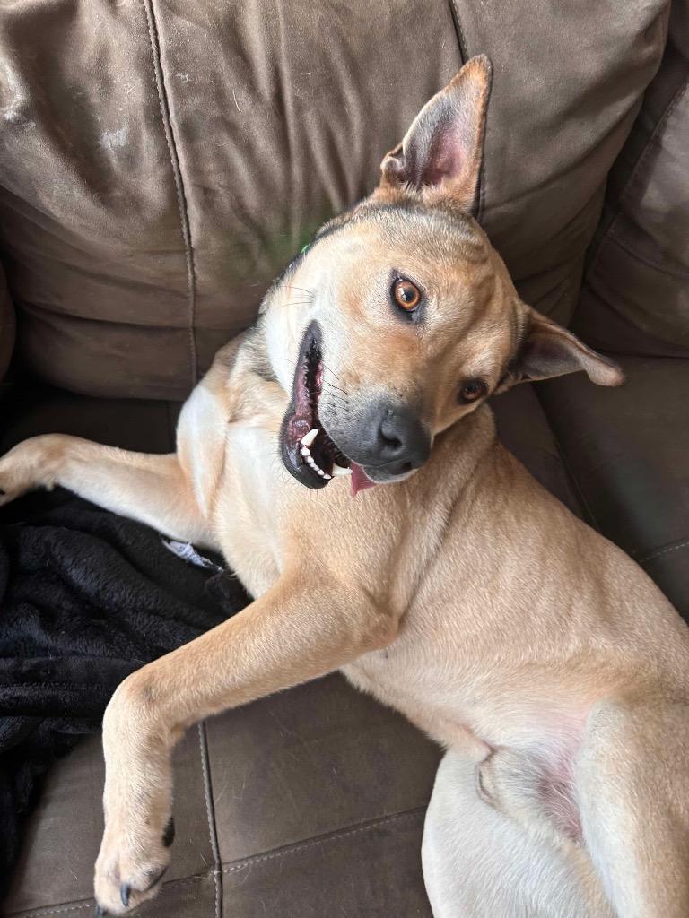 Ram, a Adoptable mixed breed in Sharpsburg, GA image 3/4